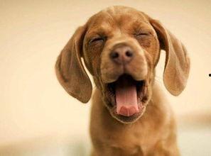 娱乐吃瓜酱阿姨卖小狗,娱乐吃瓜酱背后的温馨故事